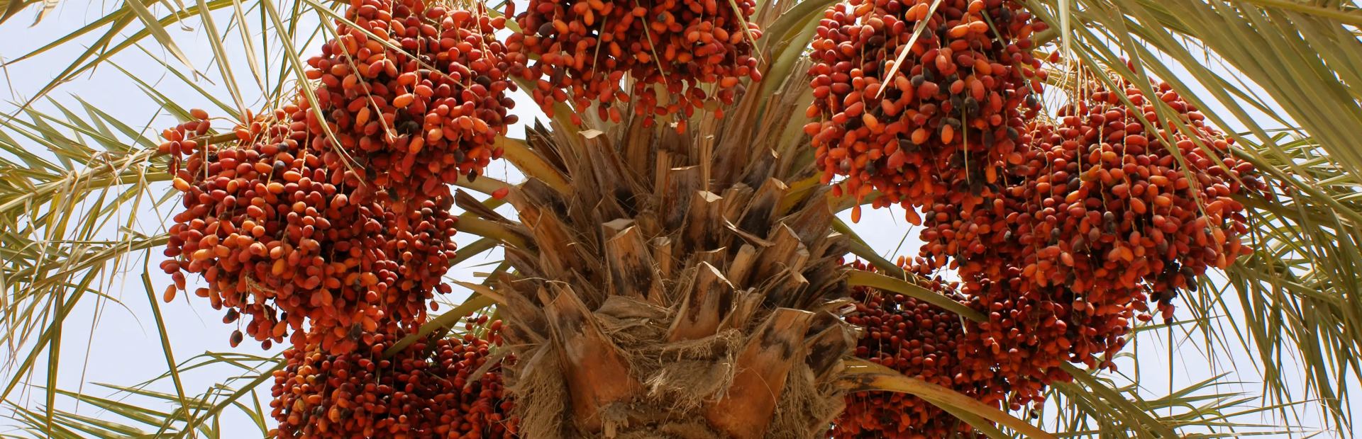 chà là cấy mô Ba Phi