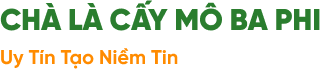 Chà là cấy mô Ba Phi