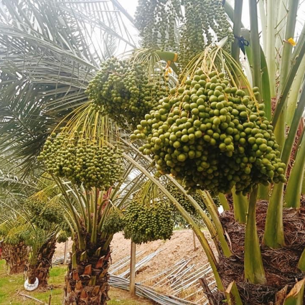 CHÀ LÀ CẤY MÔ BARHEE