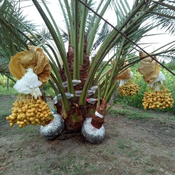 CHÀ LÀ CẤY MÔ BARHEE