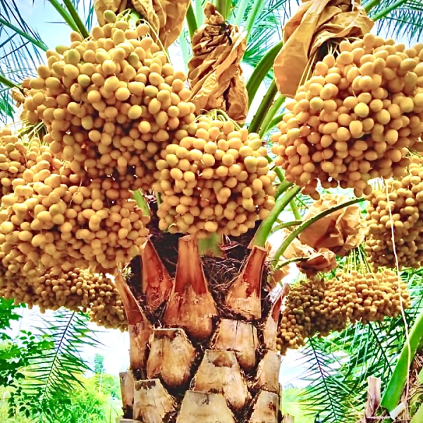 CHÀ LÀ CẤY MÔ BARHEE