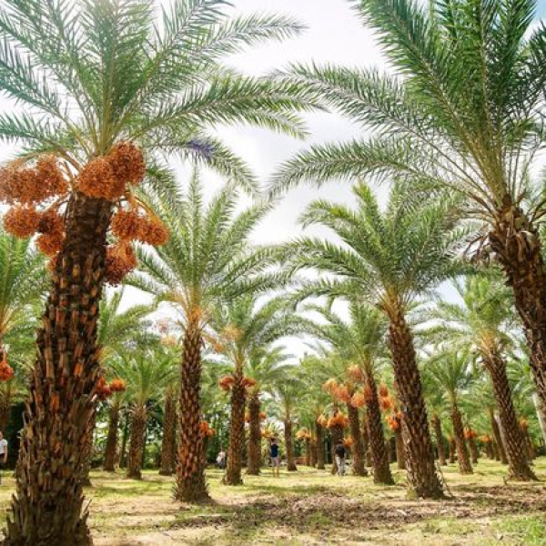 CHÀ LÀ  CẤY MÔ UAE
