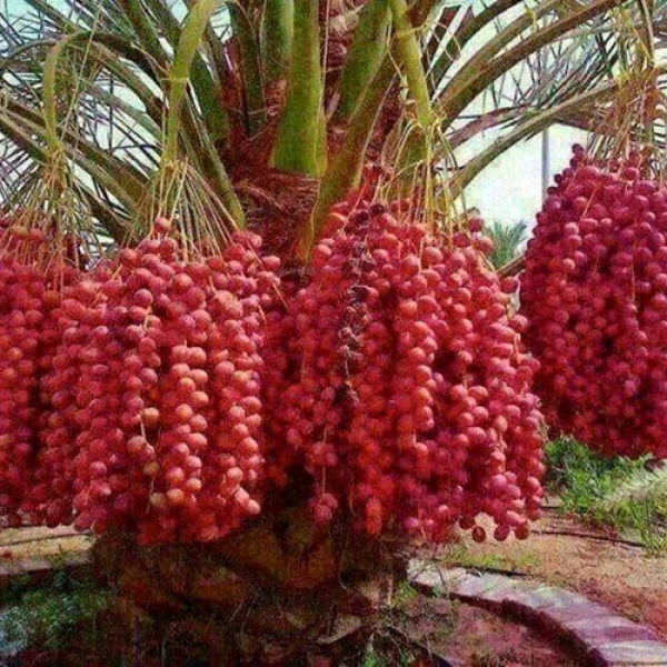 CHÀ LÀ CẤY MÔ KHENAIZI 