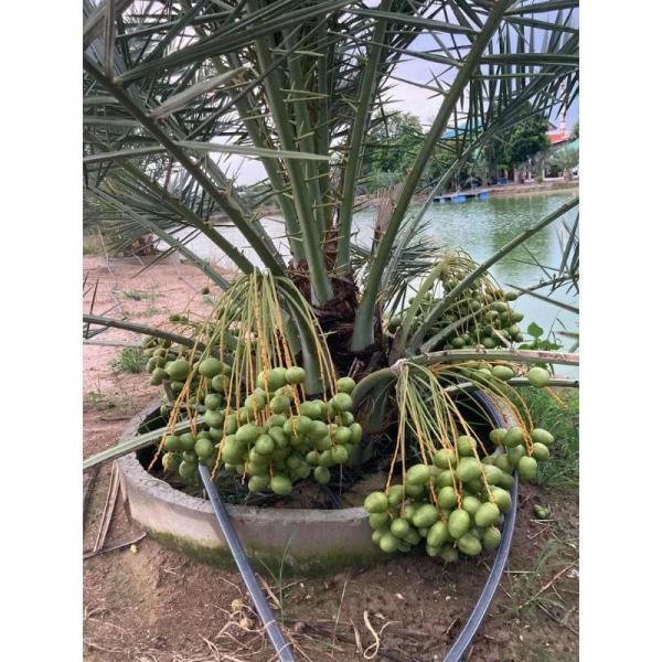 CHÀ LÀ  CẤY MÔ UAE
