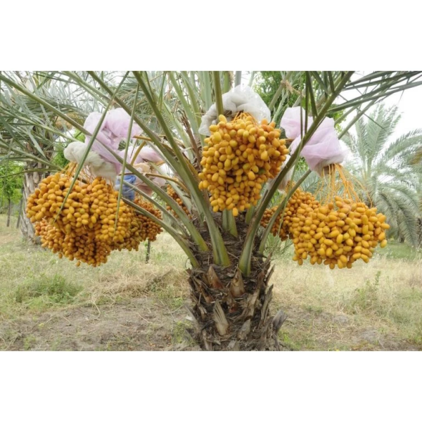 CHÀ LÀ  CẤY MÔ UAE