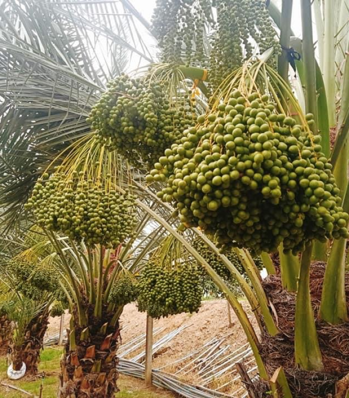 CHÀ LÀ CẤY MÔ BARHEE