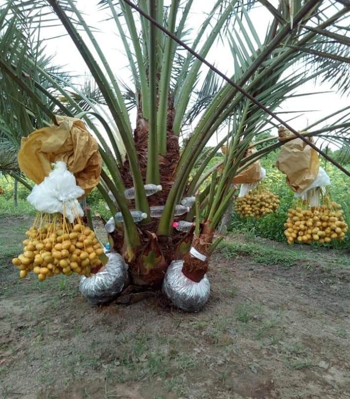 CHÀ LÀ CẤY MÔ BARHEE