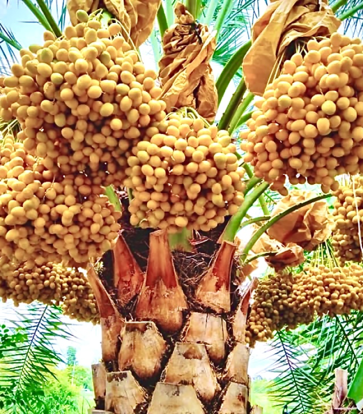 CHÀ LÀ CẤY MÔ BARHEE