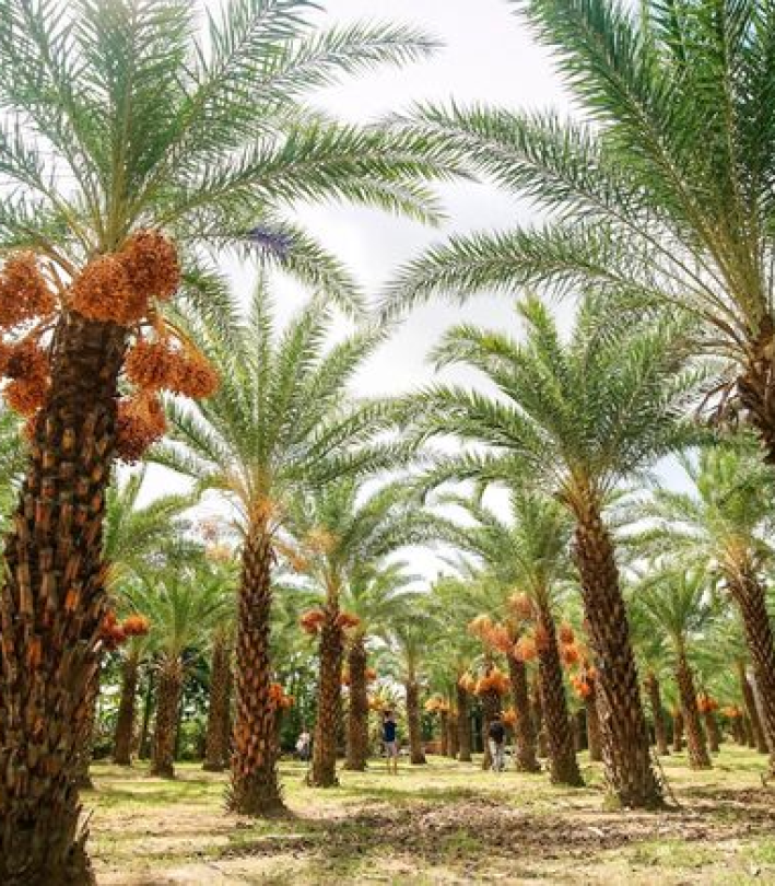 CHÀ LÀ  CẤY MÔ UAE