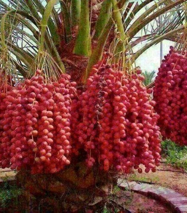 CHÀ LÀ CẤY MÔ KHENAIZI 