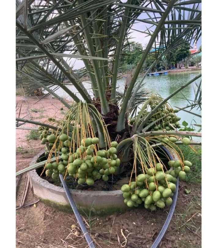 CHÀ LÀ  CẤY MÔ UAE