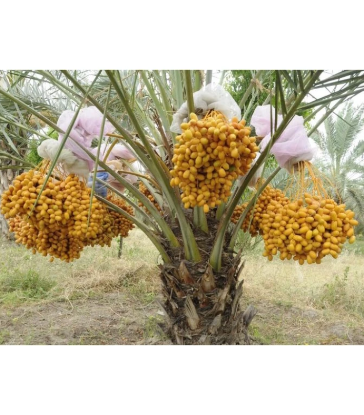 CHÀ LÀ  CẤY MÔ UAE