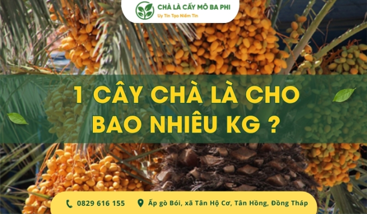 1 cây chà là cho bao nhiêu kg quả khi trưởng thành? [Giải đáp]