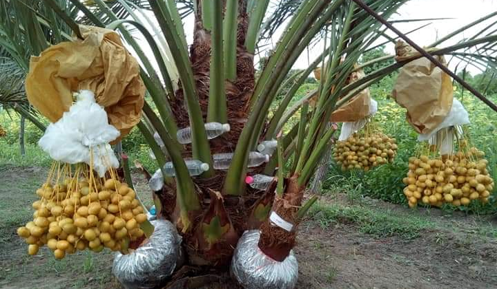 Chăm Sóc Cây Chà Là Cấy Mô: Bí Kíp Tưới Nước, Bón Phân Và Phòng Bệnh Cho Vườn 