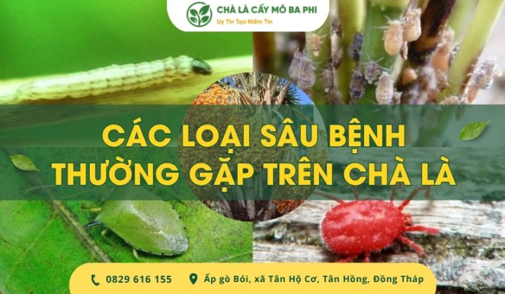 Các loại sâu bệnh thường gặp trên chà là & Cách phòng ngừa