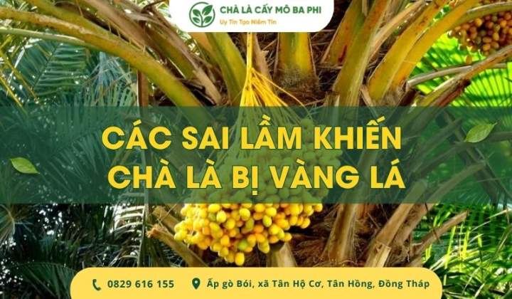 Các sai lầm khiến chà là bị vàng lá, suy cây và rụng trái