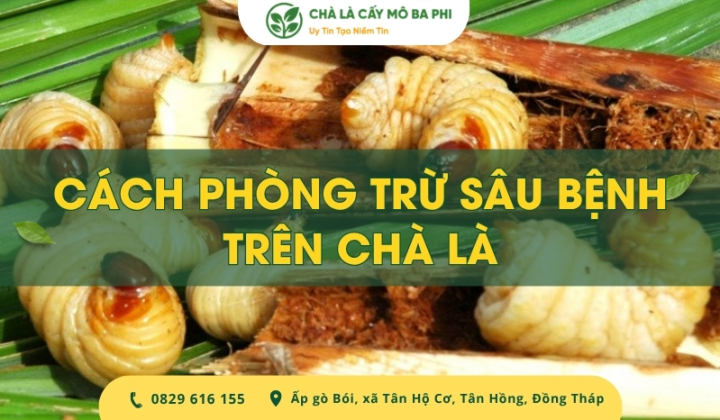Cách phòng trừ sâu bệnh trên chà là chuẩn kỹ thuật từ A-Z