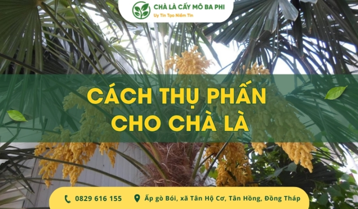 Hướng dẫn cách thụ phấn cho chà là đạt năng suất cao
