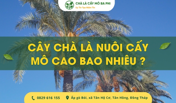 Cây chà là nuôi cấy mô cao bao nhiêu mét khi trưởng thành?