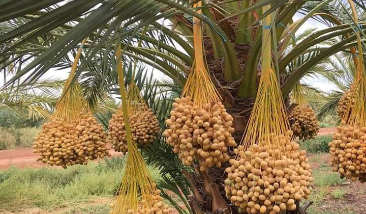 Chà là cấy mô Ba Phi , nơi cung cấp đa dạng giống cây chà là cấy mô