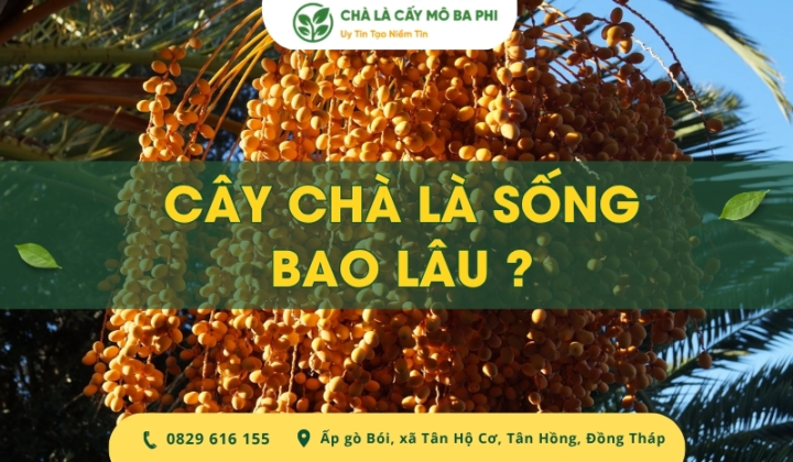 Cây chà là sống bao lâu khi trồng tại Việt Nam? [Giải đáp]