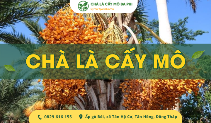 Chà là cấy mô là gì? Giá bán và cách trồng đúng kỹ thuật
