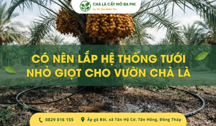Có nên lắp hệ thống tưới nhỏ giọt cho vườn chà là?