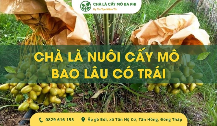 [Giải đáp] Chà là nuôi cấy mô bao lâu có trái khi trồng tại Việt Nam