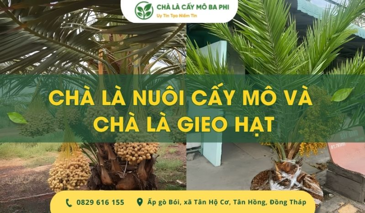 So sánh chà là nuôi cấy mô và chà là gieo hạt cho người mới trồng