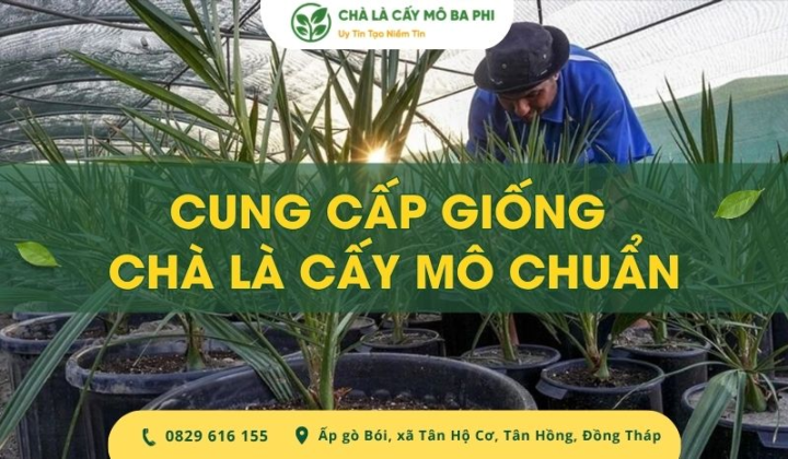 Địa chỉ cung cấp giống chà là cấy mô chuẩn, chất lượng cao