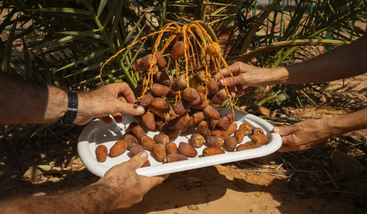 hướng dẫn kỹ thuật trồng cây