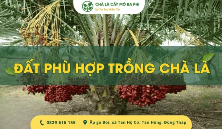 Bí quyết chọn đất phù hợp trồng chà là giúp cây khỏe, sai trái