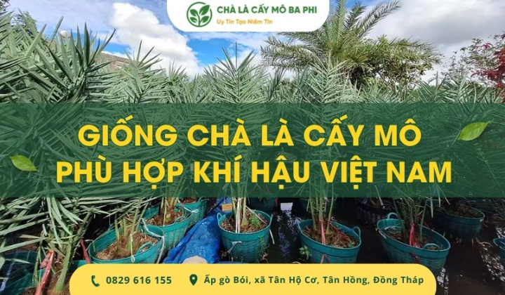 Giống chà là cấy mô phù hợp khí hậu Việt Nam, cho năng suất cao