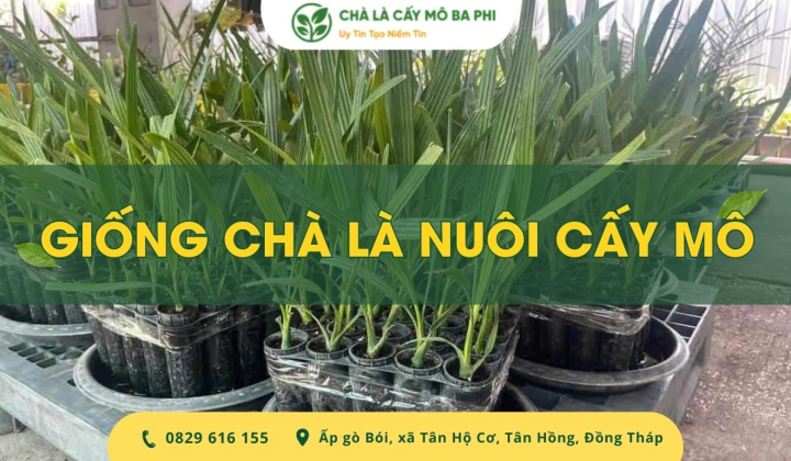 Giống chà là nuôi cấy mô nhập khẩu số lượng lớn, giá tốt
