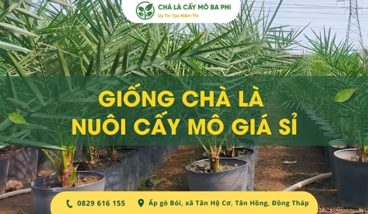 Giống chà là nuôi cấy mô giá sỉ uy tín, chất lượng hiện nay