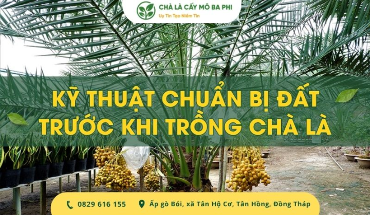 Kỹ thuật chuẩn bị đất trước khi trồng chà là đúng cách từ A-Z