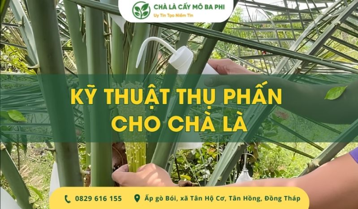 Hướng dẫn kỹ thuật thụ phấn cho chà là đạt năng suất cao