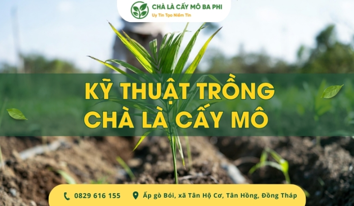 Hướng dẫn kỹ thuật trồng chà là cấy mô đơn giản từ A-Z