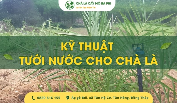 Kỹ thuật tưới nước cho chà là hiệu quả theo từng giai đoạn