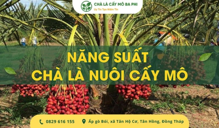 Năng suất chà là nuôi cấy mô có cao không? Thời gian cây ra trái