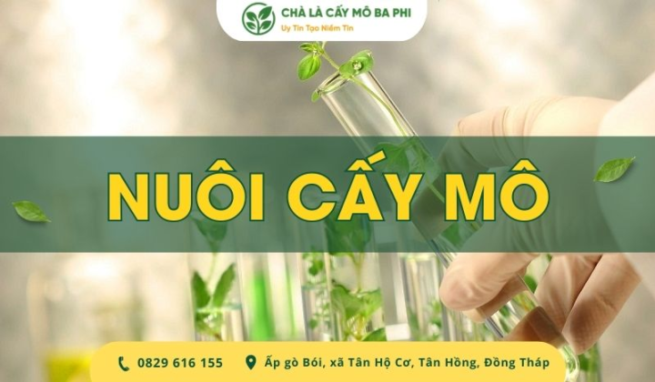 Nuôi cấy mô là gì? Ý nghĩa & Quy trình nuôi cấy mô tế bào chi tiết