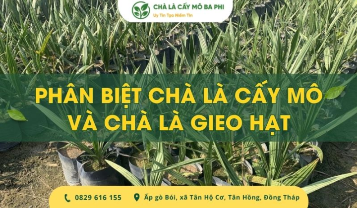Mẹo phân biệt chà lá cấy mô và chà là gieo hạt đơn giản, chính xác