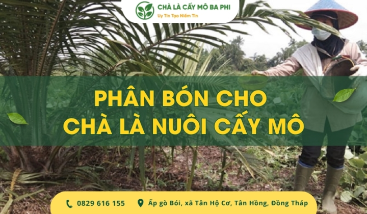 Cách chọn phân bón cho chà là nuôi cấy mô chuẩn chuyên gia
