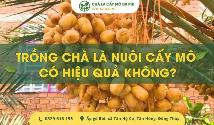 [Giải Đáp] Trồng chà là nuôi cấy mô có hiệu quả không?