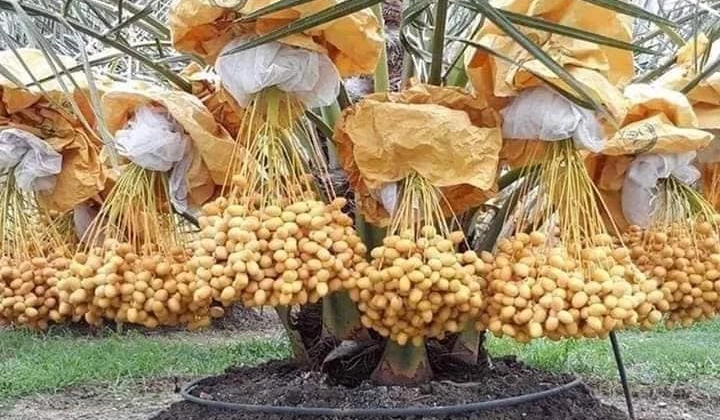 Lợi Ích Kinh Tế Khi Áp Dụng Giống Chà Là Cấy Mô: Hướng Dẫn Trồng Trọt Bền Vững Cho Nông Hộ
