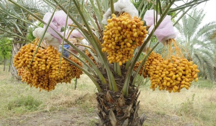 Kỹ Thuật Nhân Giống Cây Chà Là Bằng Cấy Mô: Lợi Ích Và Quy Trình Tại Các Tỉnh Miền Nam