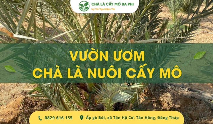 Địa chỉ vườn ươm chà là nuôi cấy mô uy tín, chất lượng cao