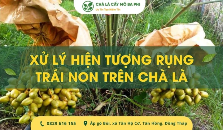 Cách xử lý hiện tượng rụng trái non trên chà là hiệu quả