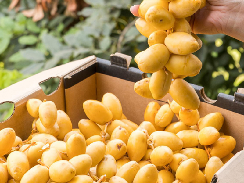 chà là cấy mô ba phi