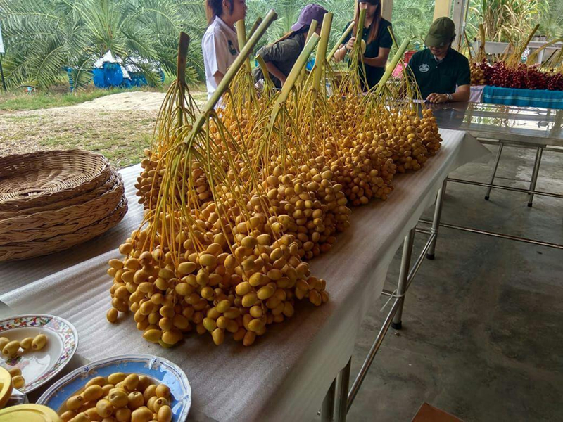 1 cây chà là cho bao nhiêu kg mỗi năm?